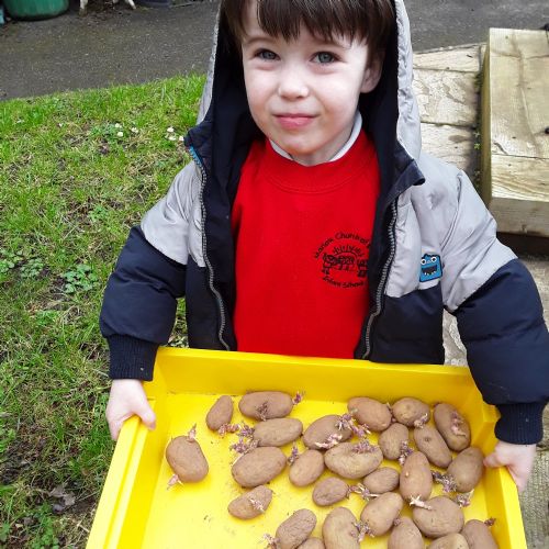 Potato Planting Time