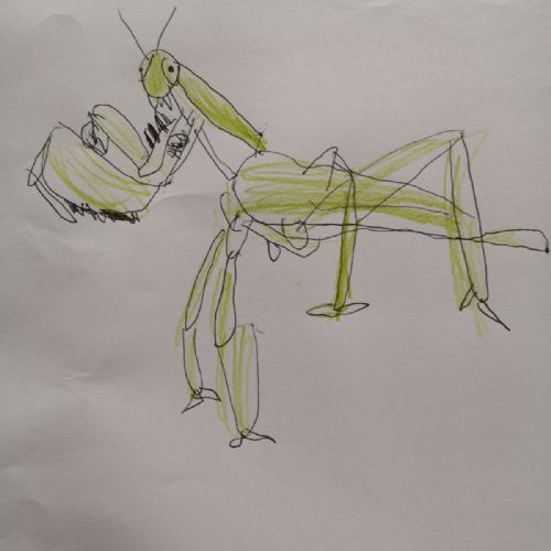 amber_preying_mantis(1)